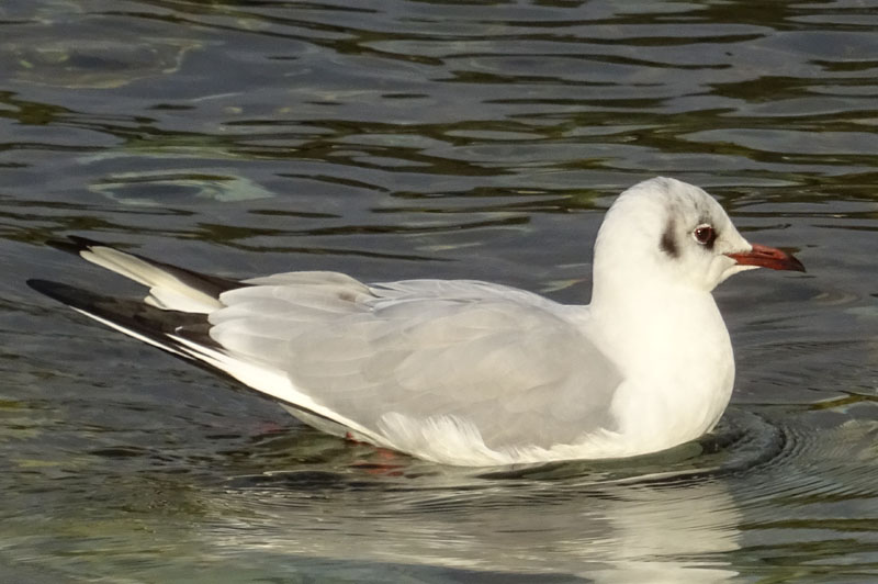 Chroicocephalus ridibundus (Gabbiano comune)